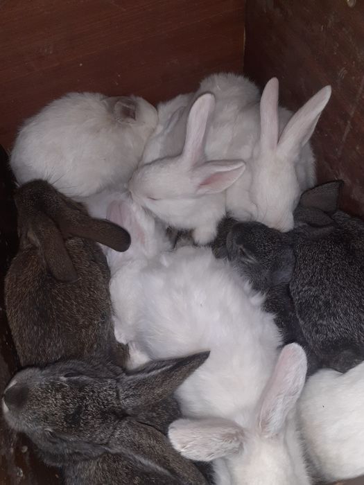 Кожектер сатылады