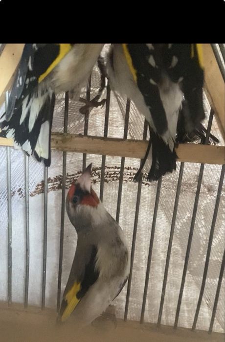 Шеглы на продажу