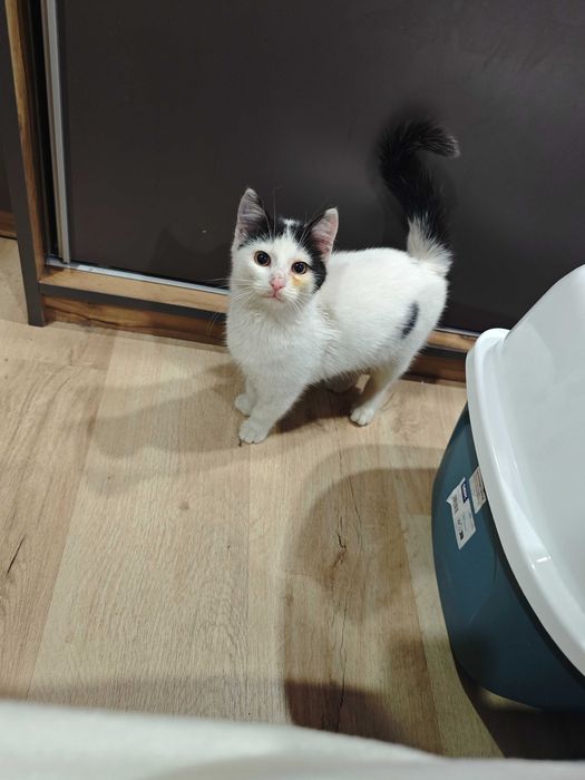 Коте на 4 месеца търси дом