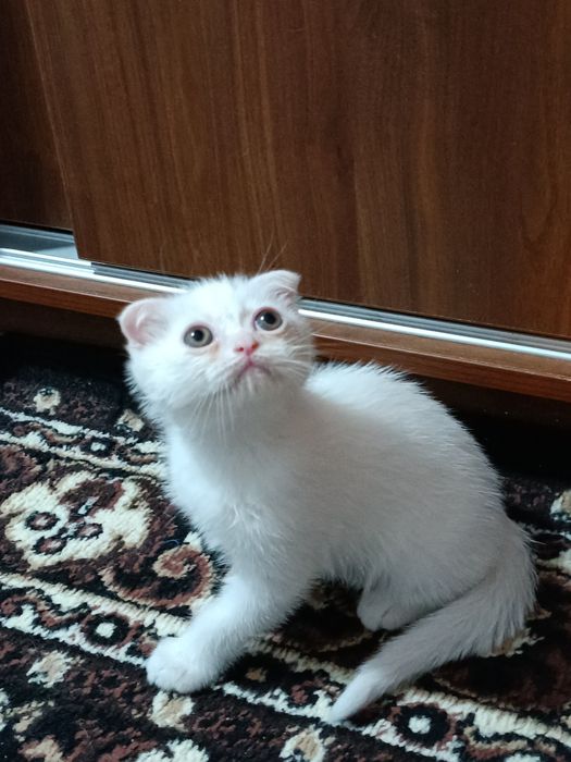 Скоттиш фолд и страй девочка 2 месяца. Scottish straight Qiz bola 2 oy