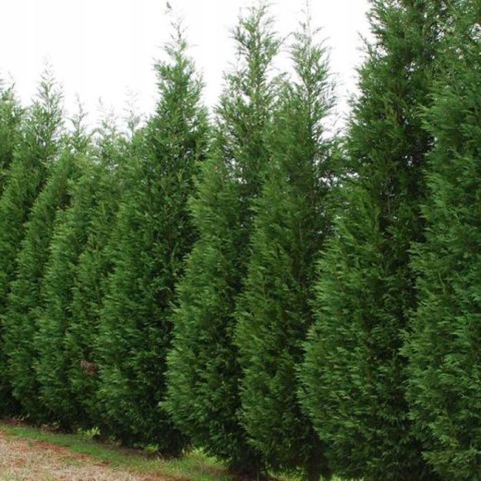 Chiparos leyland (Cupressocyparis leylandii) 10-30cm /2+ ani/