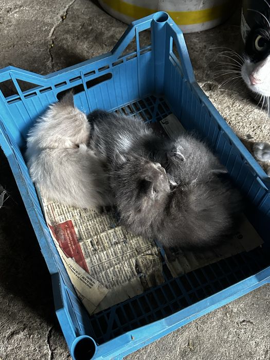 Подарявам котета