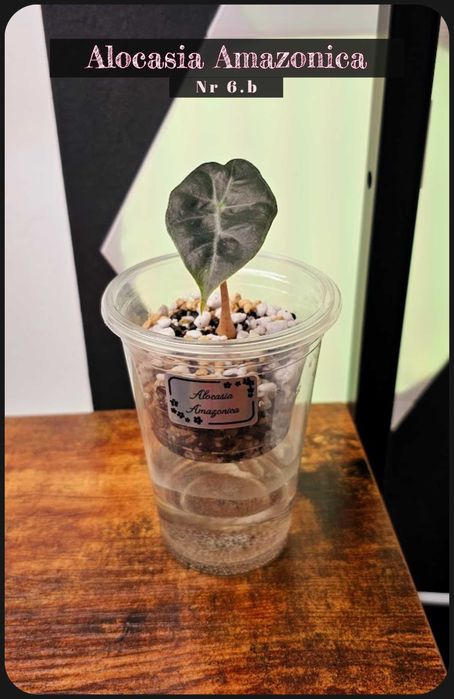 Plante, Alocasia Variegata , Monstera Albo