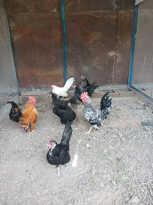 Продам  карликовых кур