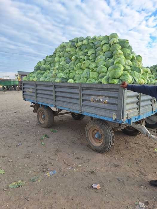 Vând varză româneasca
