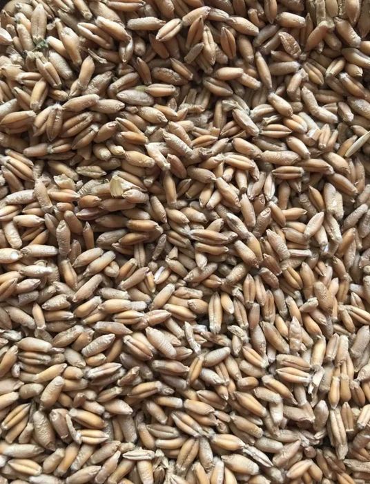 Urluiala cu cereale din recolta 2025