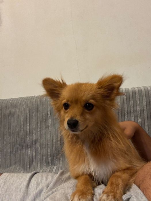 Продавам Шпиц на 2 годинки