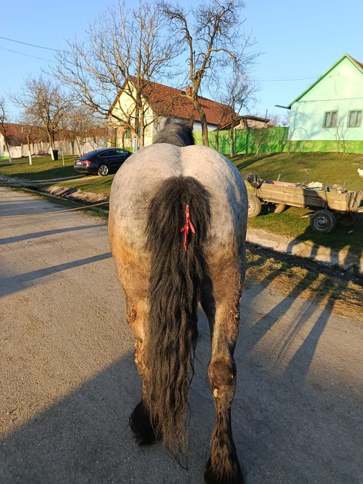 Vând manza de 3 ani jumate