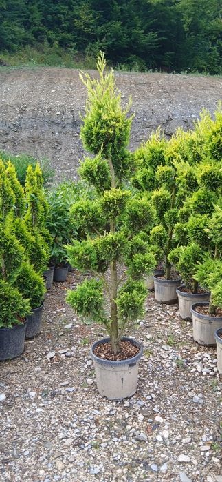 Catalpa ,prunus pisardis, palmieri ,Măslini