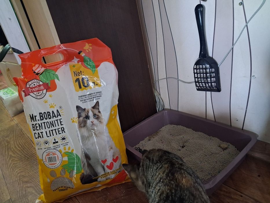 Отдам кошку крысолова