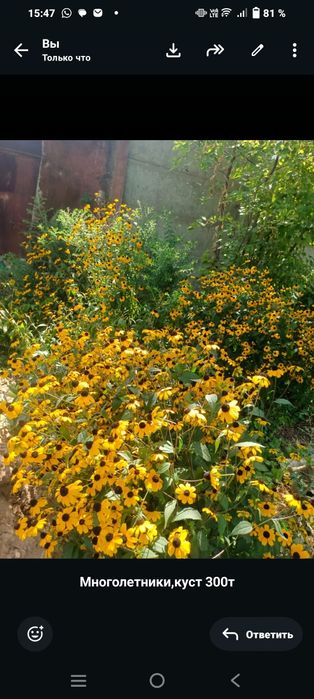 Многолетники цветы