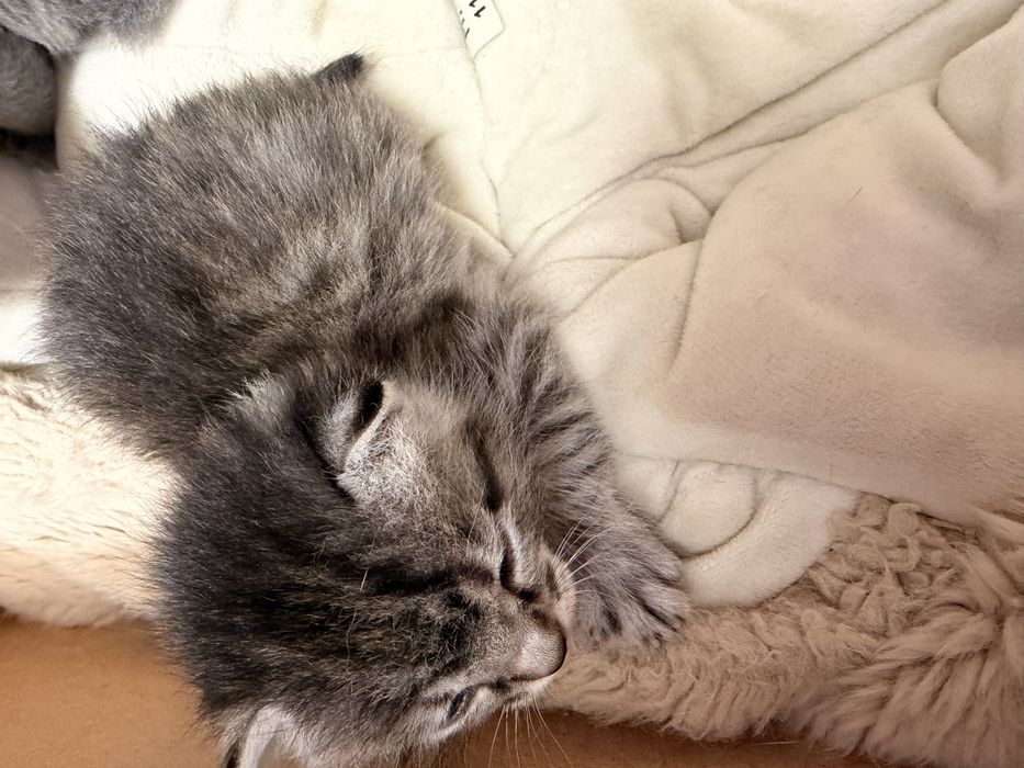 Кошка шотландская