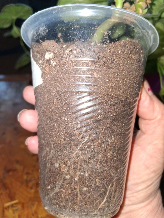 Продавам сортови пеларгонии