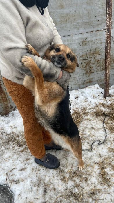Срочно отдам. В добрые руки