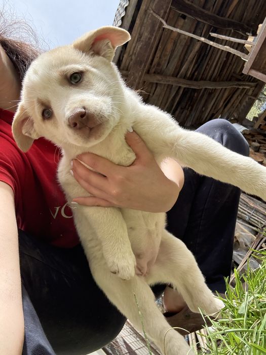 Pui de metis Kangal, femela