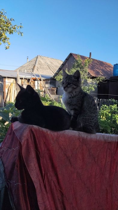 Котята отдам . девочки