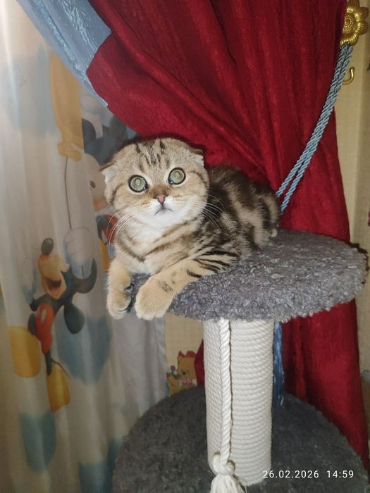 Скоттиш фолд девочка Окрас золотой мрамор