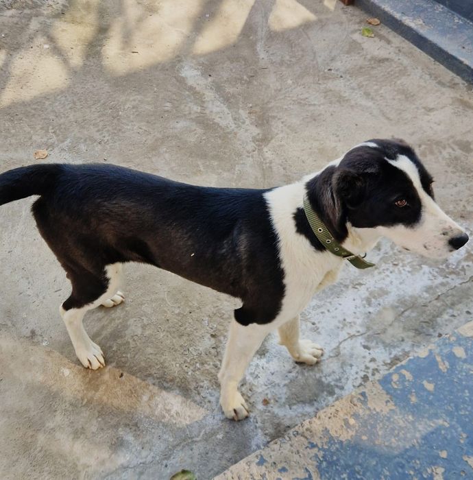 Собака собака собака