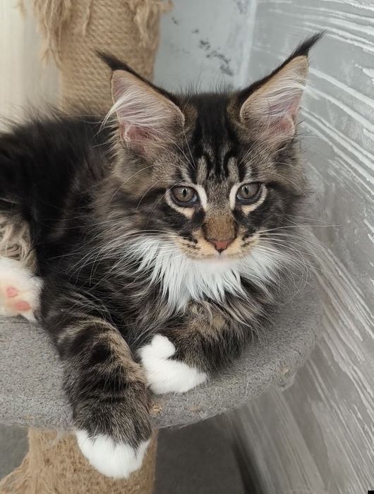 Продам котят Мейкун