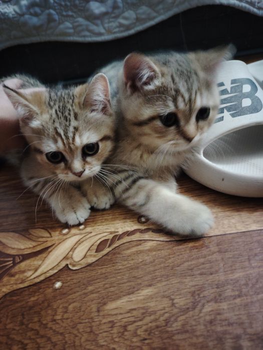 Котята британской шиншиллы