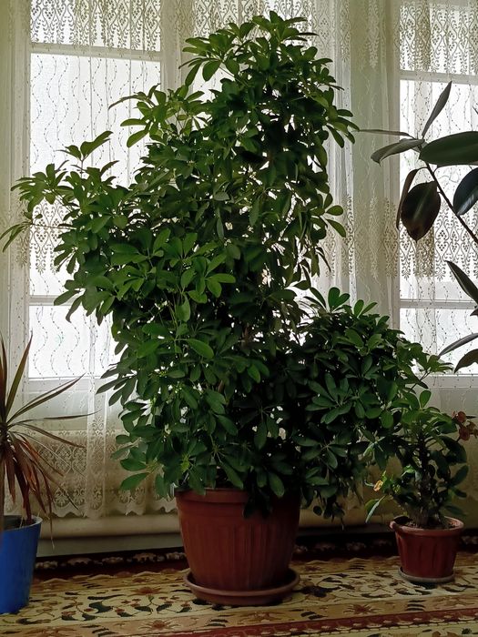 Gullar hanaki va ishhonalarga