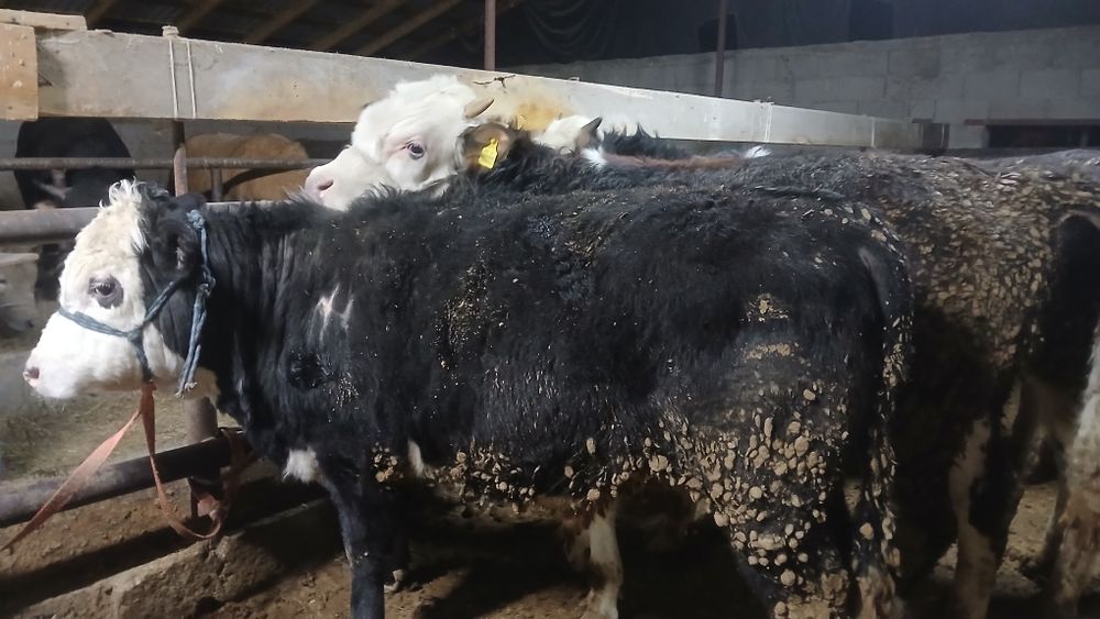 Бұқалар сатылады