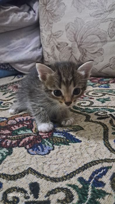 Отдам сиамских котят в добрые руки