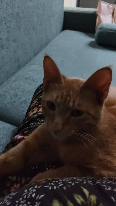 Отдам котенка в добрые руки