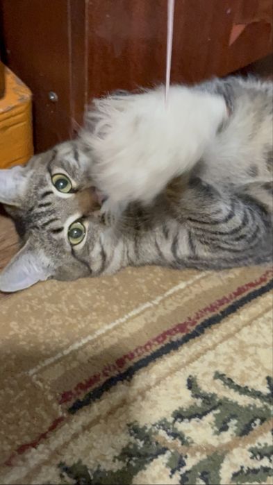 Отдам в хорошие руки , котенка