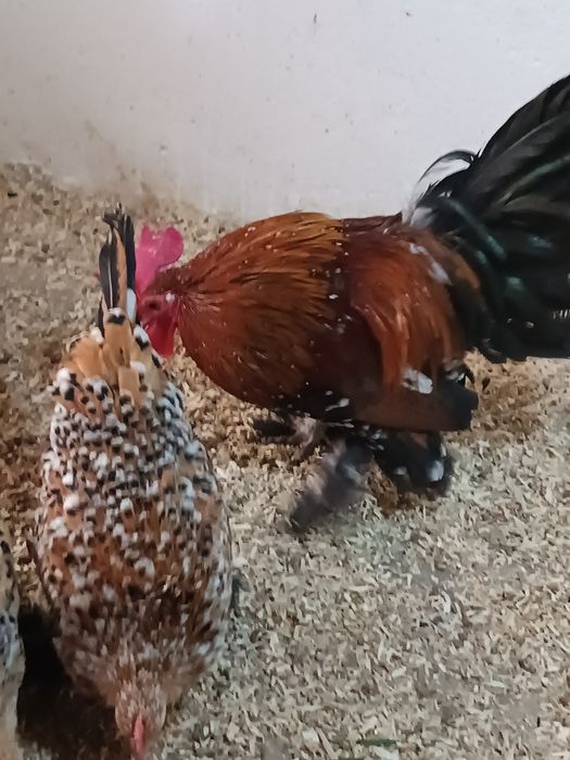 Mii de flori, găini pitice încălțate