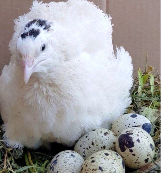 Домашние перепелинные яйца Noble Quail