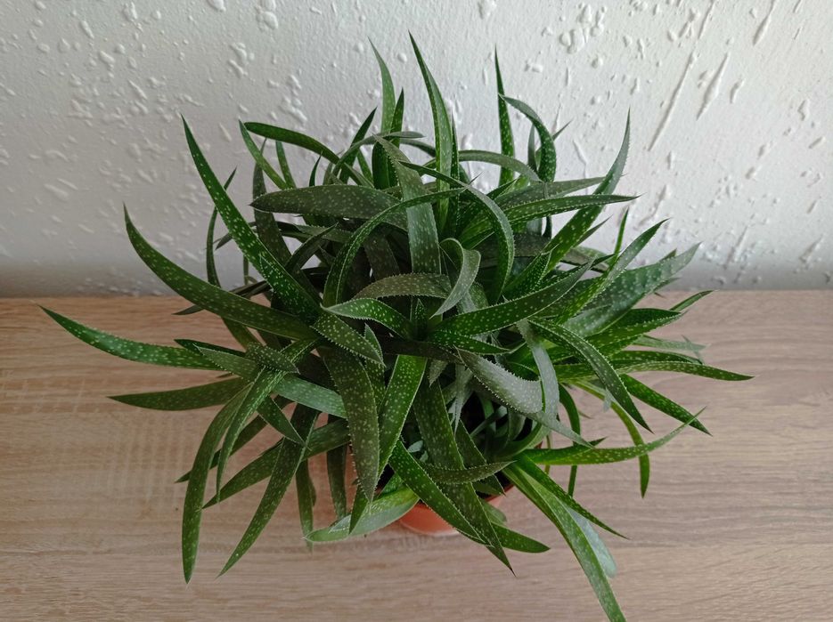 Сукуленти Алое .