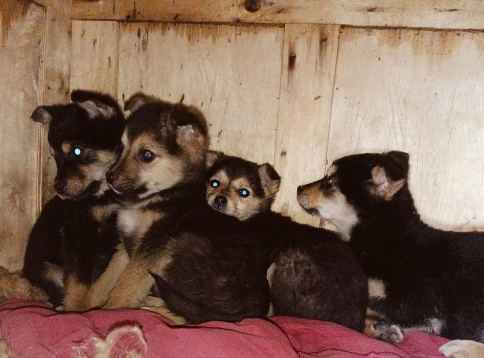 Щенки в добрые руки