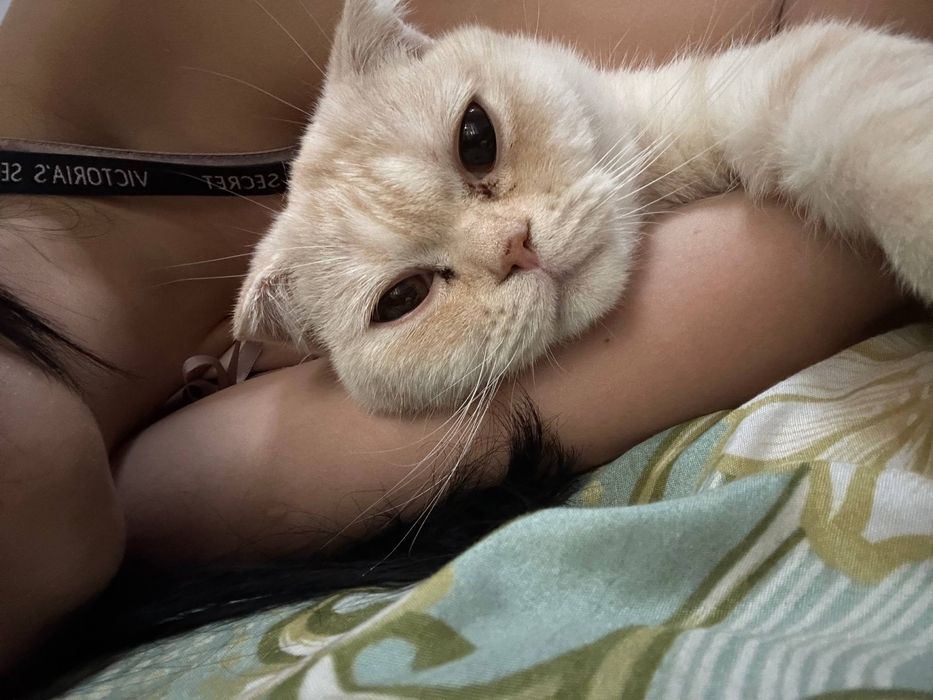 Шотландский вислоухий кот для вязки