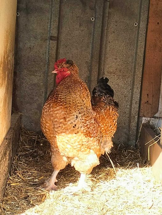 De vanzare cocosi si rate mute au varsta de un an