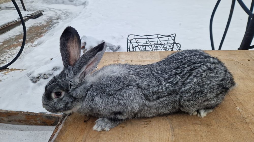 Продам кроликов г.Семей