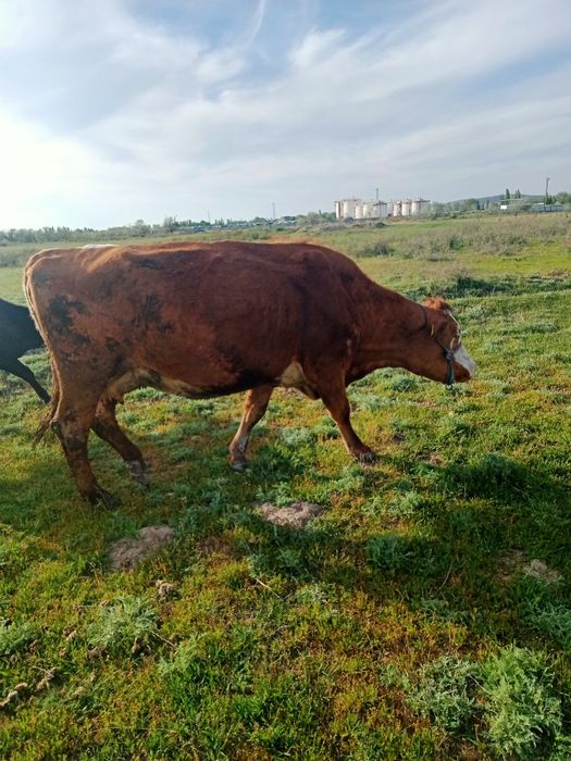 Сименталь сиыры сатылады