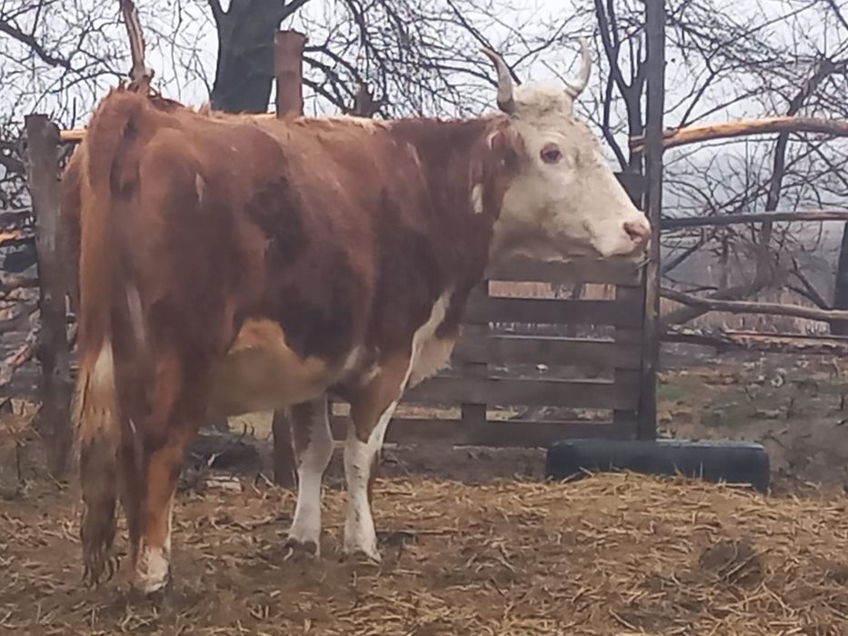 Продам корову на мясо