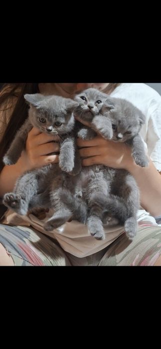 Шотландски калърпойнт