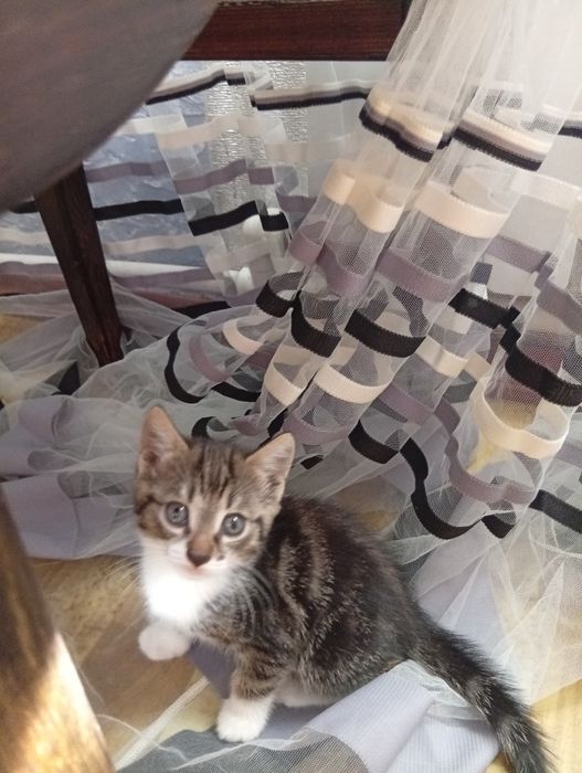 В добрые руки котята