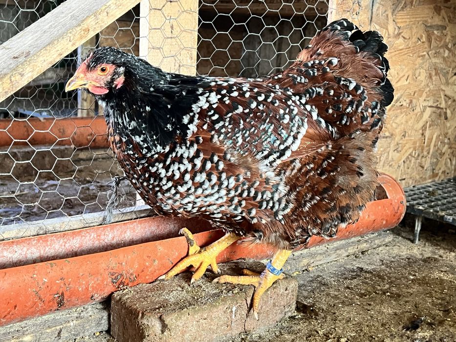 Oua incubat Sussex Wyandotte auriu albastru - Trimit prin curier