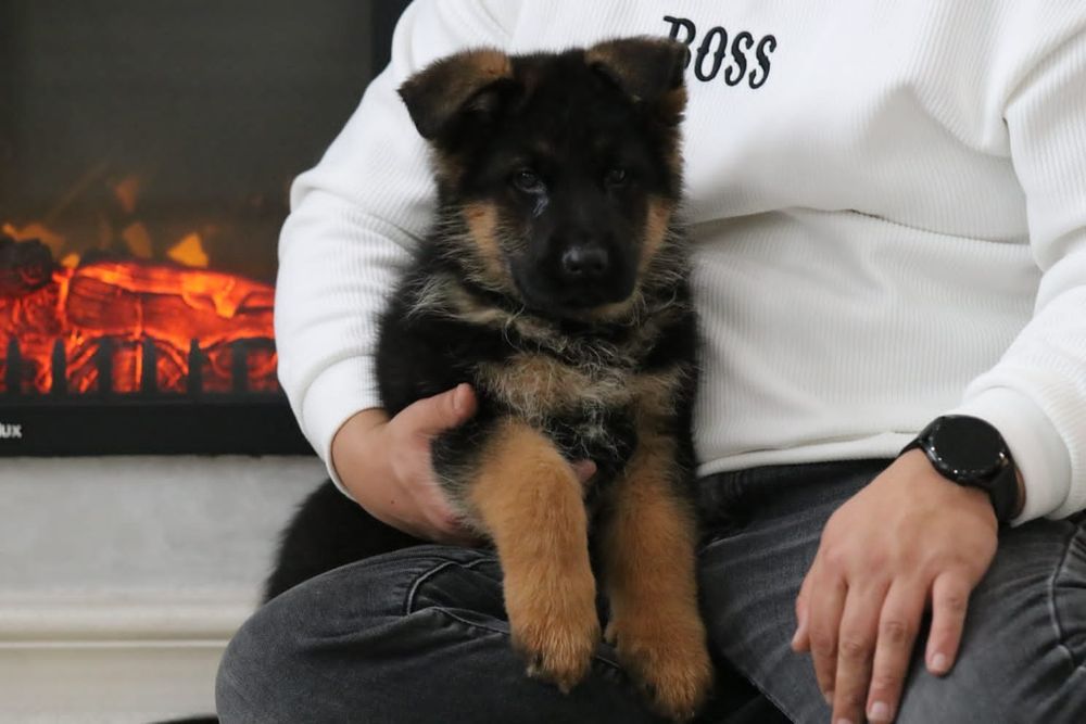 щенки немецких овчарок.