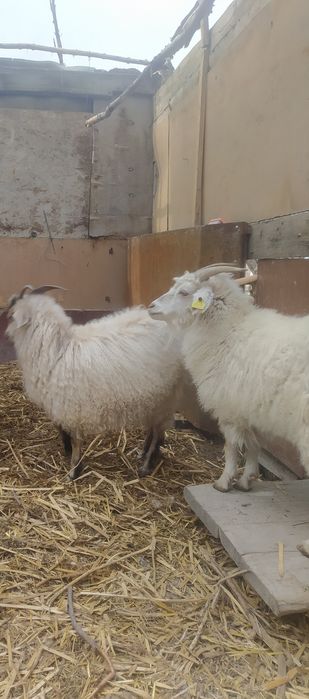 Продам овец ,коз