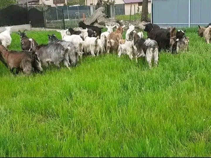 Vand oi karacul cu sulfok