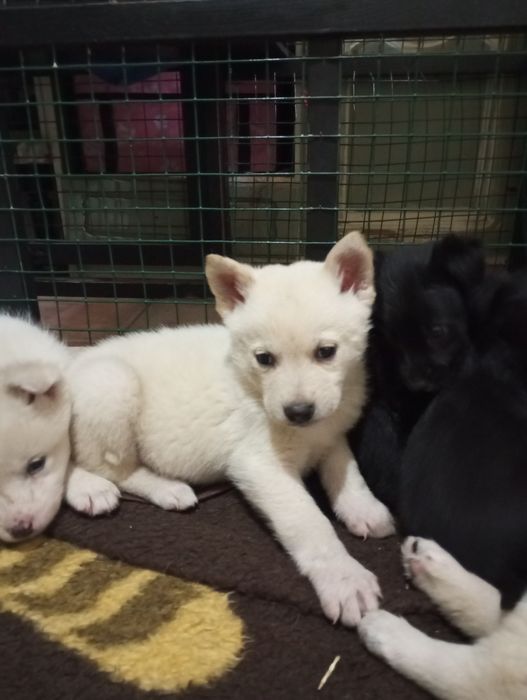 Акита   мальчик и девочки