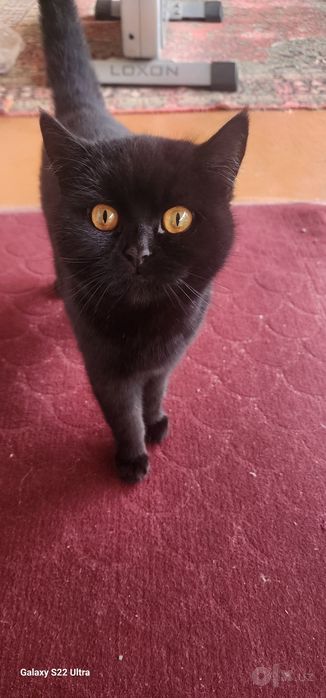 Бесплатно. Текин. Скотиш страйт, мать и котёнок. Любящим рукам