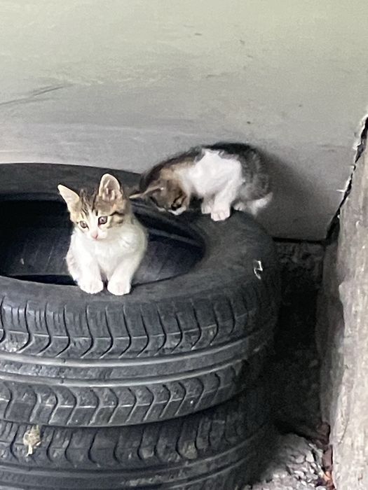 ПОДАРЯВАМ 3 мъжки котета