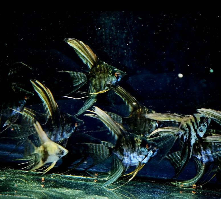 Мраморные скалярии