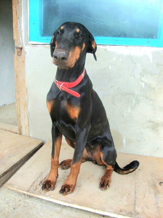 Расови Добермани на 8 месеца, от развъдник Елит Доберман, Варна