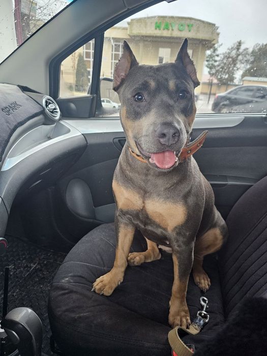 Помогите пропала девочка американский питубельтерьер 2 годаи за 300уе.